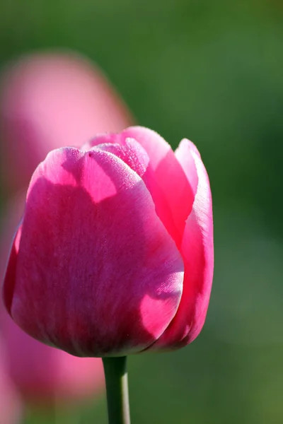 Квітка Тюльпанів Весняна Флора — стокове фото