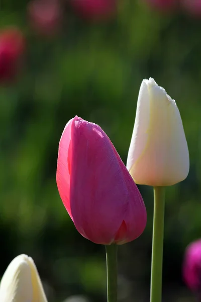 Hermosos Tulipanes Flores Pétalos Flora — Foto de Stock