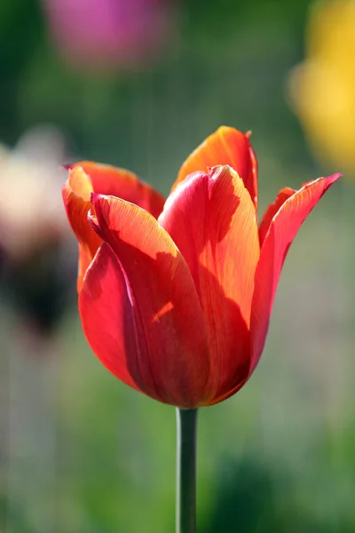 Tulip Flowers Petals Spring Flora — Stock Photo, Image