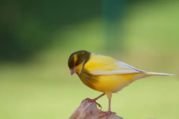 Neuankömmling Garten — Stockfoto