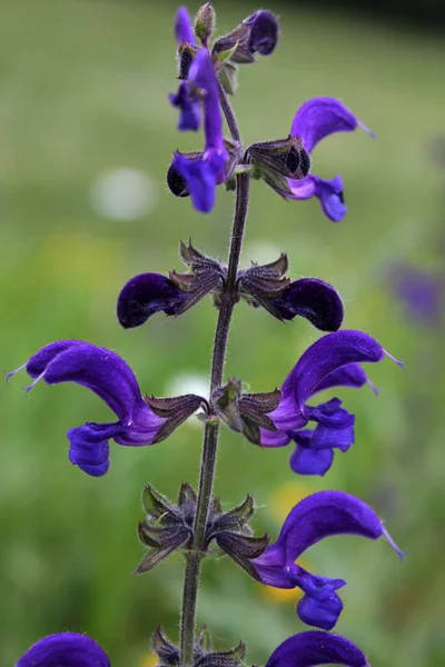 Vackra Blommor Blommigt Koncept Bakgrund — Stockfoto