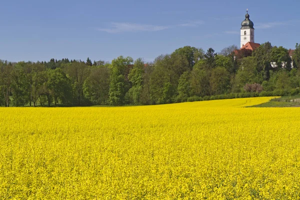 Квітучі Поля Ріпаками Баварії — стокове фото