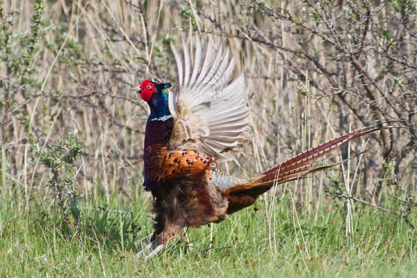 Vacker Utsikt Över Vacker Fågel Naturen — Stockfoto