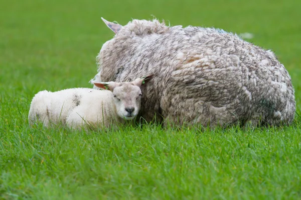 Animali Giovani Attenzione Selettiva — Foto Stock