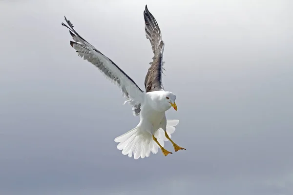 Vue Panoramique Magnifique Oiseau Mouette Mignon — Photo