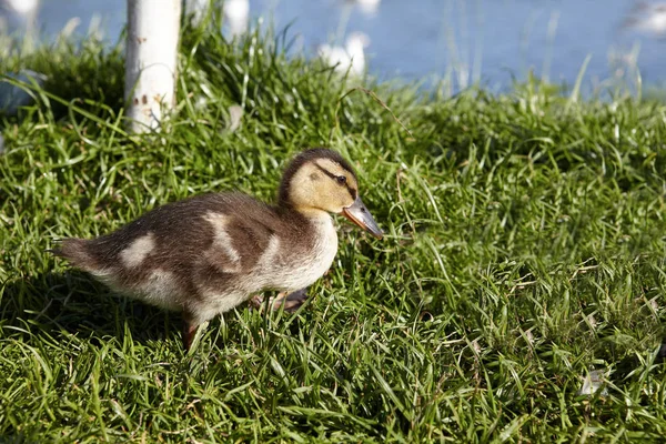 Pequeños Patos Sobre Hierba Frente Lago — Foto de Stock