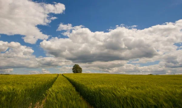 田舎の農業の風景 — ストック写真