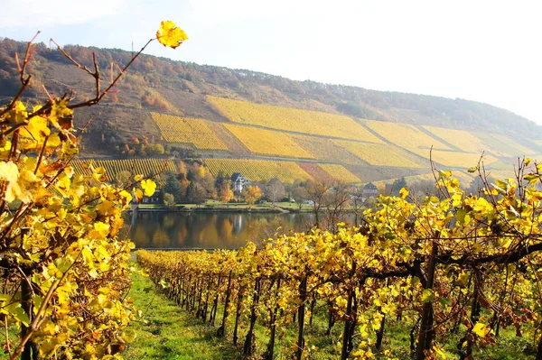 Countryside Vineyards Agriculture Grapevine Plants — Stock Photo, Image