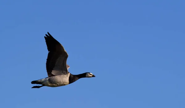 Naturskön Utsikt Över Gåsfågeln Naturen — Stockfoto