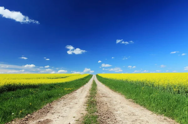 Campo Colza Primavera — Fotografia de Stock