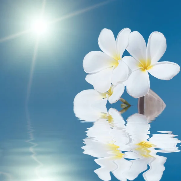 Tropical flower Plumeria alba and seashell in the sea