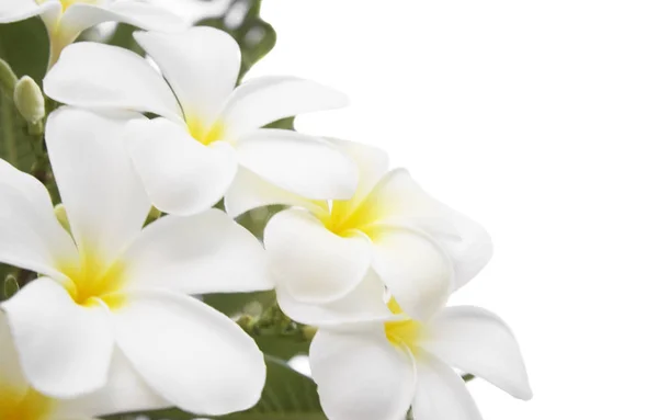 Plumeria Alba Flores Isoladas Sobre Fundo Branco — Fotografia de Stock