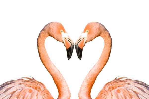 Pembe Flamingo Siyah Bir Kalbe Benziyor — Stok fotoğraf