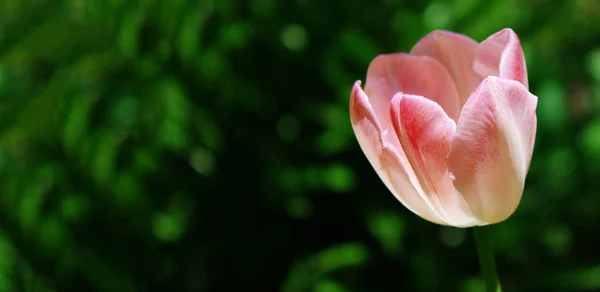 Лепестки Тюльпанов Весенняя Флора — стоковое фото