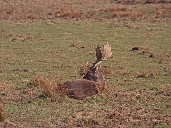 Natura Animale Sălbatice Animale Sălbatice Căprioare Șovăitoare — Fotografie, imagine de stoc