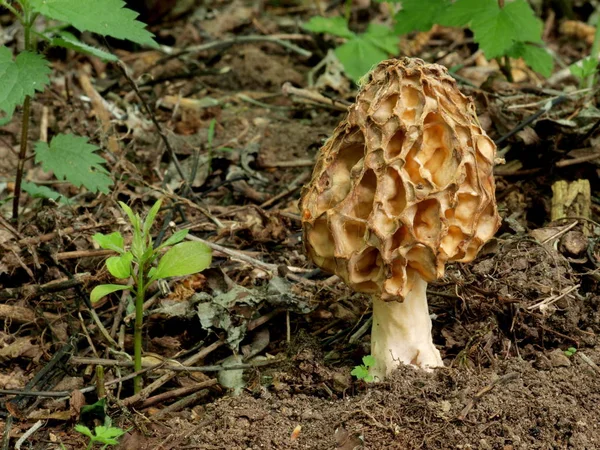 Grzyby Rośliny Leśne Botanika Flora — Zdjęcie stockowe