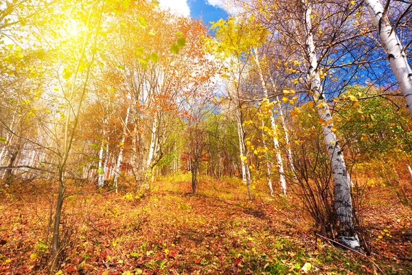 Πολύχρωμο Φθινόπωρο Δάσος Ηλιόλουστο Ουρανό — Φωτογραφία Αρχείου
