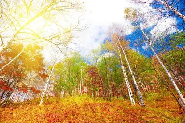 Bunter Herbstwald Mit Sonnigem Himmel — Stockfoto