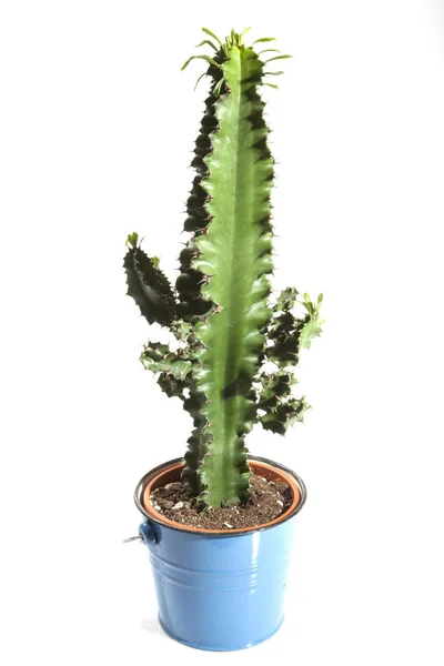 Nature Tropicale Plante Flore Botanique Cactus — Photo