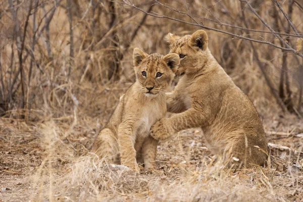 Leão Panthera Leo Sentado Caminho Okavango Delta Botsuana — Fotografia de Stock