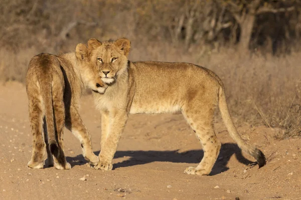 Jonge Dieren Selectieve Focus — Stockfoto