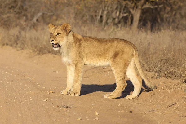 Leão Panthera Leo Sentado Caminho Okavango Delta Botsuana — Fotografia de Stock