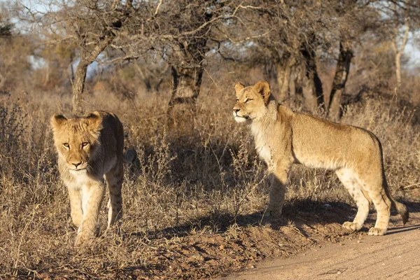 Lew Panthera Leo Siedzi Ścieżce Okavango Delta Botswana — Zdjęcie stockowe