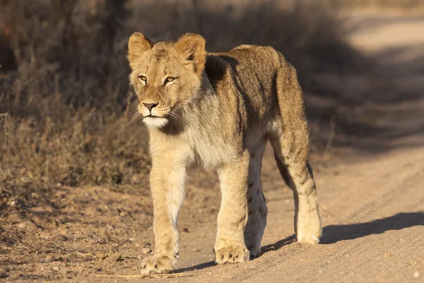 Lion Panthera Leo Assis Dans Sentier Delta Okavango Botswana — Photo