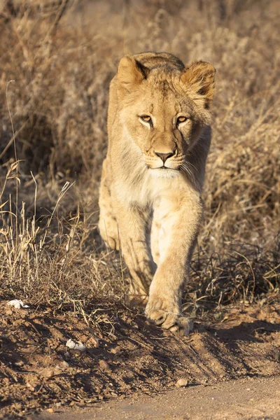 Panthera Leo 坐在博茨瓦纳奥卡万戈三角洲的一条小径上 — 图库照片