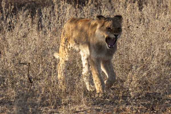 Leão Panthera Leo Sentado Caminho Okavango Delta Botsuana — Fotografia de Stock