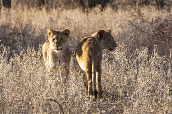 Lion Panthera Leo Sitting Path Οκαβάνγκο Δέλτα Μποτσουάνα — Φωτογραφία Αρχείου