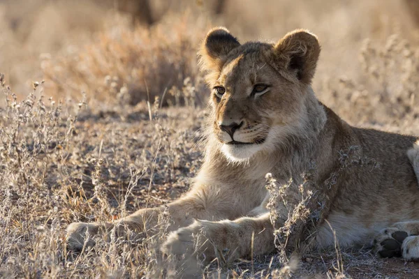 Lew Panthera Leo Siedzi Ścieżce Okavango Delta Botswana — Zdjęcie stockowe