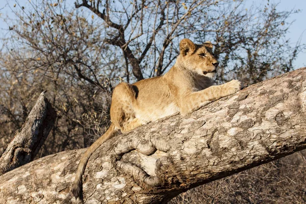 Lion Panthera Leo Sitting Path Okavango Delta Botswana — Stock Photo, Image