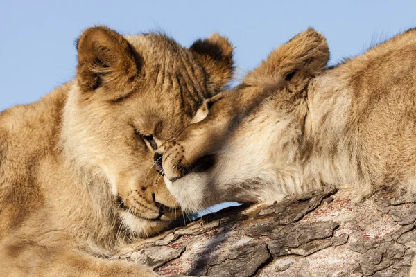 Leoni Giovani Panthera Leo Ritratto — Foto Stock