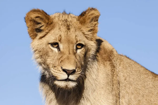 León Panthera Leo Sentado Camino Delta Del Okavango Botsuana — Foto de Stock