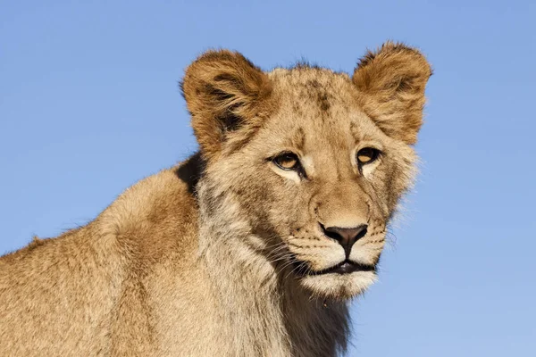 Löwe Panthera Leo Auf Einem Pfad Sitzend Okavango Delta Botswana — Stockfoto