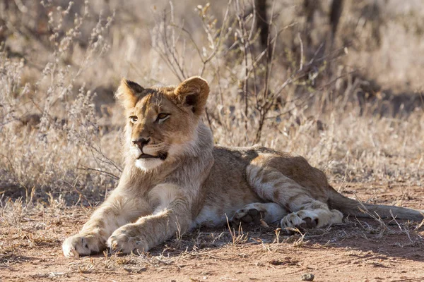 Lew Panthera Leo Siedzi Ścieżce Okavango Delta Botswana — Zdjęcie stockowe