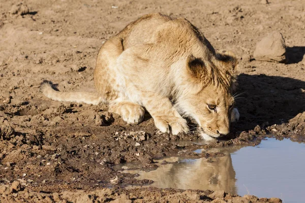 Lev Panthera Leo Sedící Stezce Okavango Delta Botswana — Stock fotografie