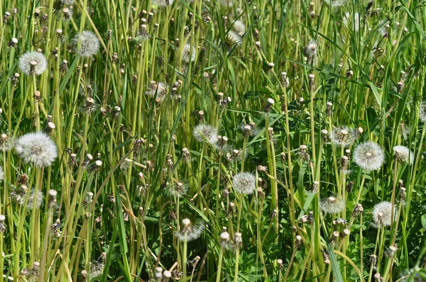 Närbild Maskrosor Ängen Dagtid — Stockfoto