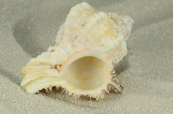 Морские Ракушки Морская Раковина — стоковое фото