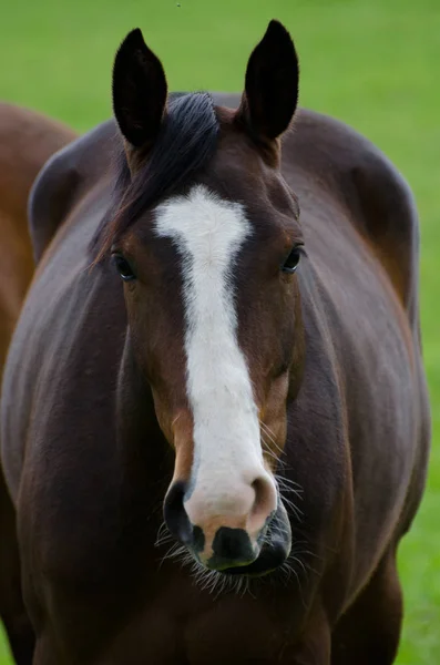 昼間は屋外の馬 — ストック写真