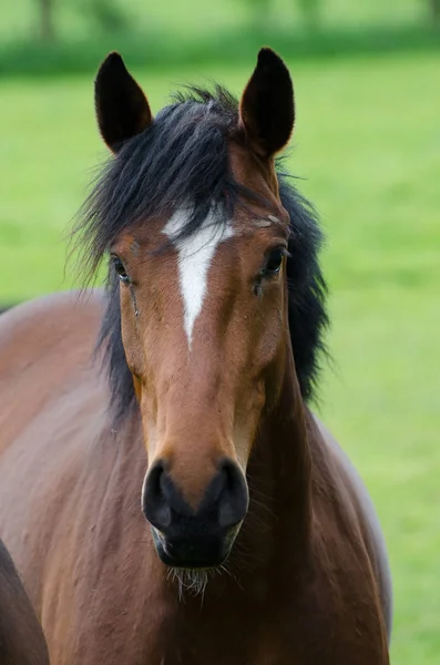 Horses Outdoors Daytime — Stock Photo, Image