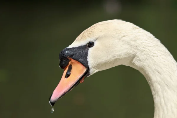 Schilderachtig Uitzicht Majestueuze Zwaan Natuur — Stockfoto