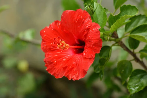 Uma Flor Hibisco Vermelho Com Gotas Orvalho — Fotografia de Stock