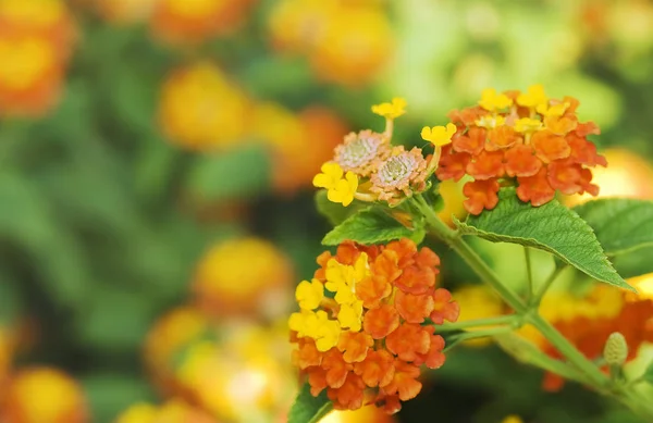 Fiori Tropicali Lantana Sfondo Sfocato — Foto Stock