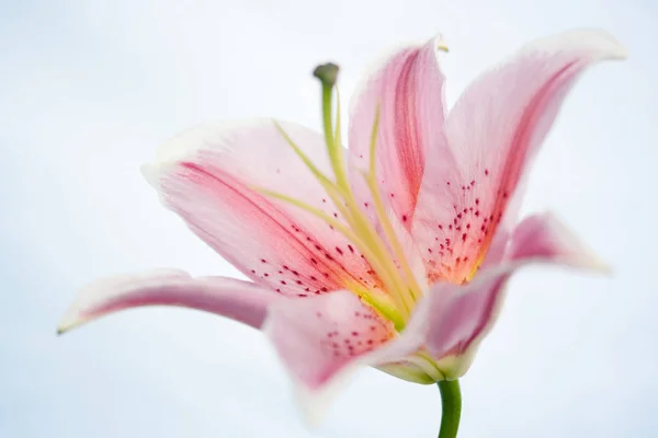 Lily Λουλούδι Πάνω Από Μπλε Φόντο Του Ουρανού — Φωτογραφία Αρχείου
