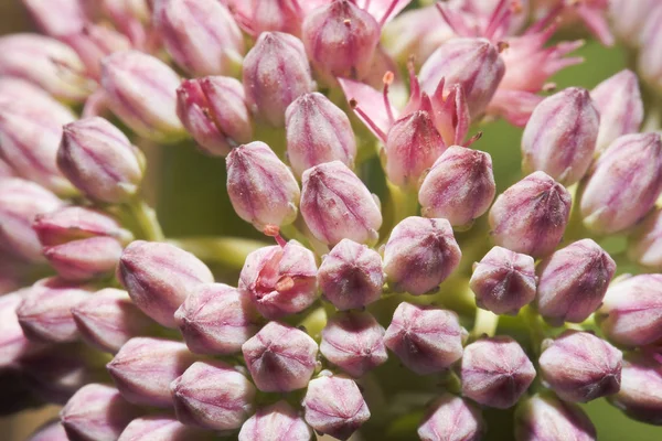 Vacker Botanisk Skott Naturliga Tapeter — Stockfoto