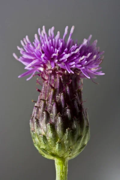 Wilde Gearchiveerde Flora Distel — Stockfoto