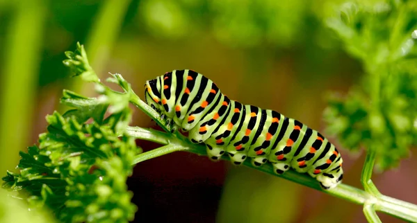 Insecto Oruga Gusano Pequeño — Foto de Stock