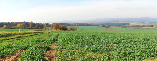 Pola Dolinie Alftal Panoramie Eifel — Zdjęcie stockowe